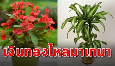 15 ต้นไม้ ที่ปลูกในบ้านแล้วทำให้โชคดีเป็นมงคล
