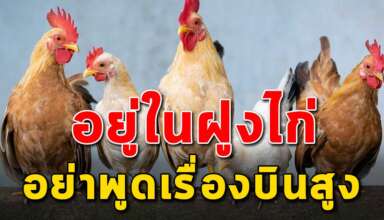 (เรื่องนี้เขียนได้ดีมาก) อย่าพูดเรื่องบินสูง ในฝูงไก่