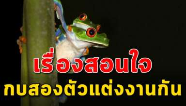 (เรื่องสอนใจ) กบสองตัวแต่งงานกัน