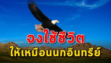 (เรื่องนี้เขียนได้ดีมาก) ใช้ชีวิตแบบนกอินทรีย์ อย่าให้ค่ากับคนที่เห็นแก่ตัว