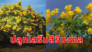 ต้นทองอุไร ต้นไม้มงคลมีไว้ปลูกที่บ้านจะเสริมดวงชะตา