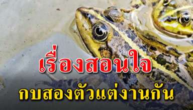 (เรื่องสอนใจ) กบสองตัวแต่งงานกัน