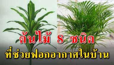 8 ต้นไม้ ที่ควรมีไว้ติดบ้านเพื่อฟอกอากาศให้บริสุทธิ์